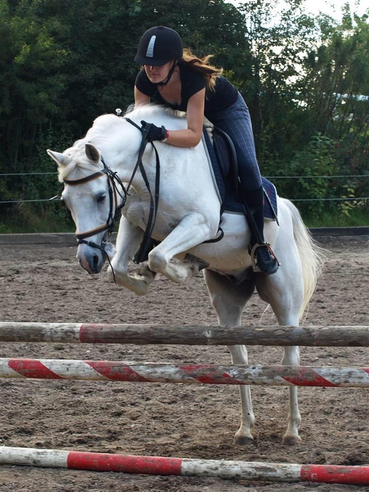 Anden særlig race Silver - Photo: mig   / Rytter Silje <3 billede 17