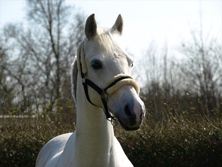 Anden særlig race Silver - Photo: mig - hjemme i vores baghave. billede 3