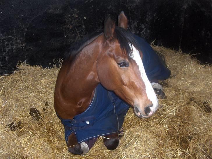 Dansk Varmblod welt-sohn R.I.P 2002-2009 - det er tidlig om morgenen og welle er ikke stået op endnu :) billede 1