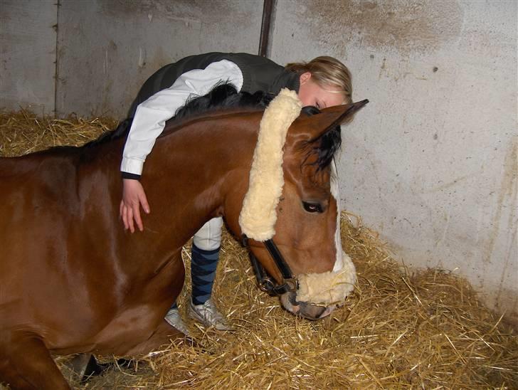 Dansk Varmblod welt-sohn R.I.P 2002-2009 - her får han lige en krammer til stævnet i ladelund. billede 2