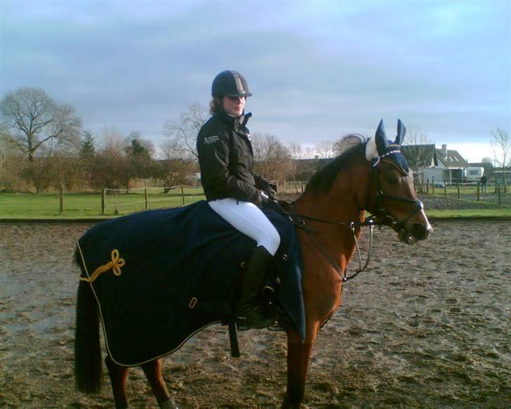 Fuldblod (XX) Honda - RIP. billede 6