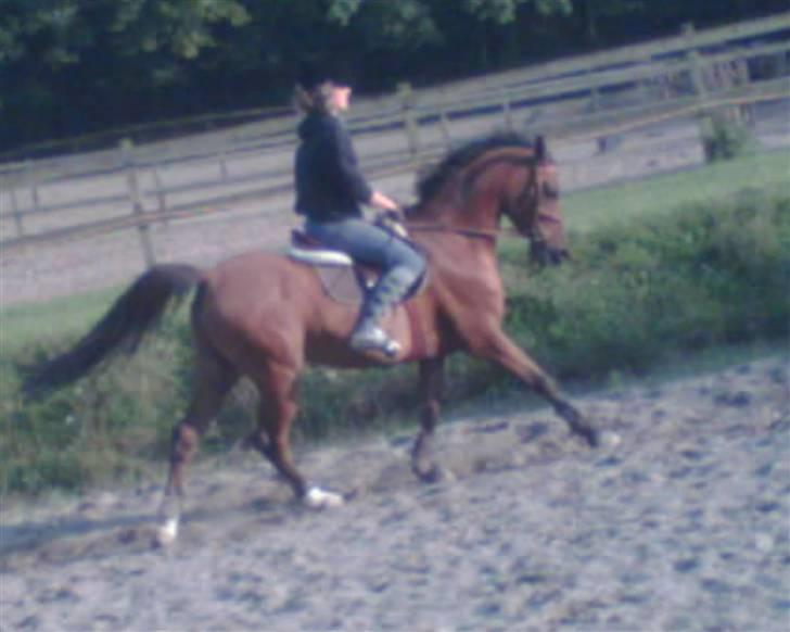 Fuldblod (XX) Honda - RIP. billede 7