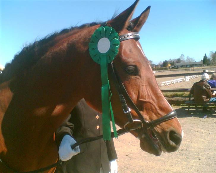 Fuldblod (XX) Honda - RIP. billede 8