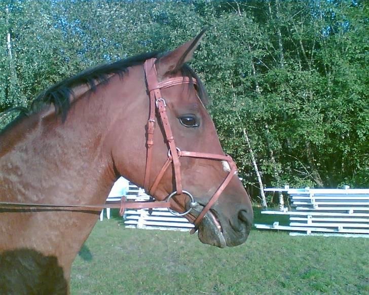 Fuldblod (XX) Honda - RIP. billede 9