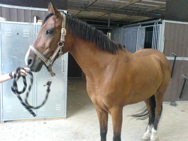 Fuldblod (XX) Honda - RIP. billede 10