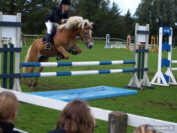 Haflinger CIRKELINE <3<3 - i la 4plads :D <3 elsker dig                                    foto: louise tak;P billede 13