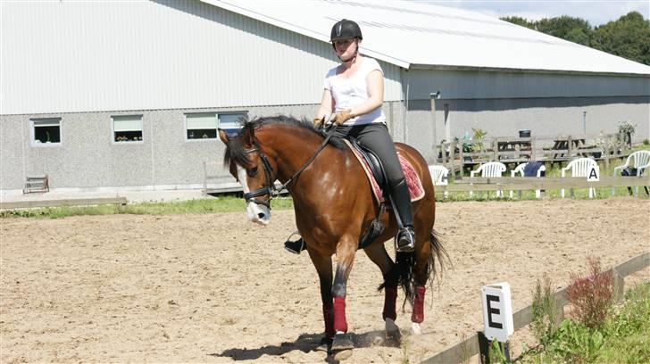 New Forest Odbjergs Flamingo - Versade pony<33 billede 20