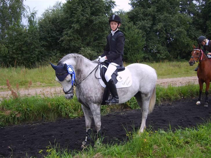Welsh Partbred (Sec F) Lyngvejens Kenzo *SOLGT* - Billede nr. 15 Smukke Kenzo har fået en 2. plads i Lb spring på distriktsplan... Billedet er taget i 2007 billede 15