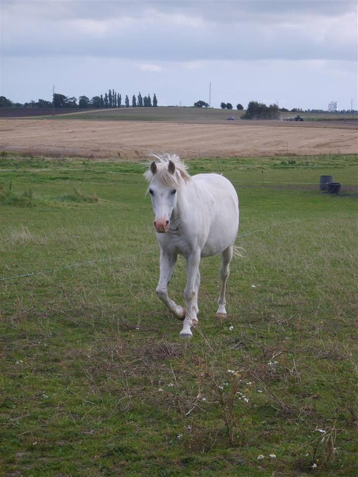 Welsh Pony (sec B) Lyngvejens Chanti - Billede nr. 12 Smukke Chanti på fold billede 12