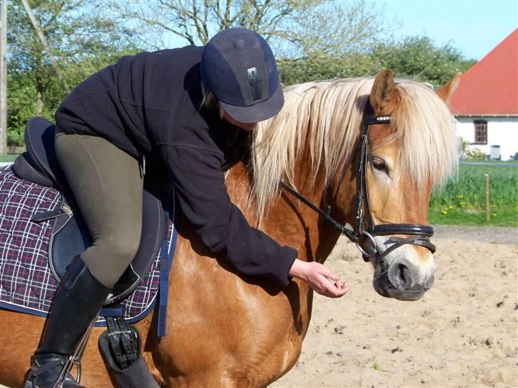 Haflinger Gerda  - NYT..ö foto; Cecilie. billede 15