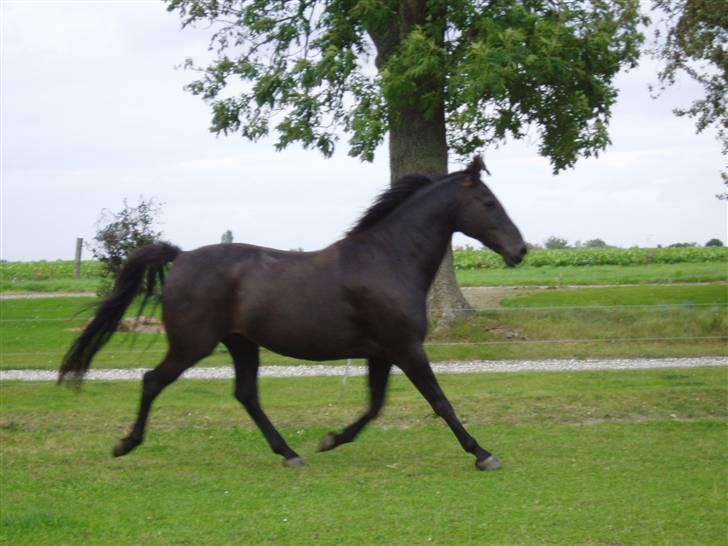 Dansk Varmblod Renel billede 4