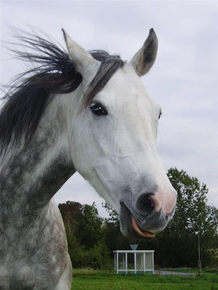 Anglo Araber (AA) Bajar Fighter billede 11