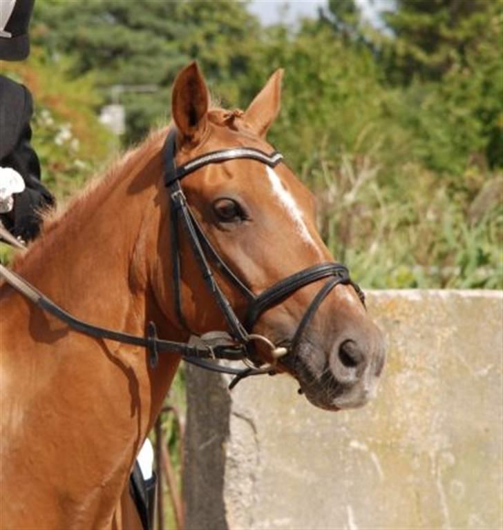 Hollandsk Sportspony Skovlykkes Choice solgt  - velkommen til choice profil gi gerne en bedømmelse:D fotograf Annika K. Hansson billede 1