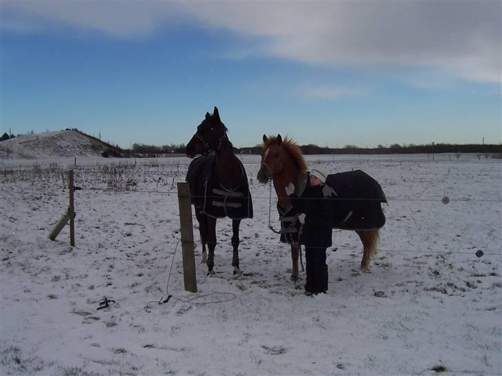 Hollandsk Sportspony Skovlykkes Choice solgt  - choicen i sneen hehe billede 3