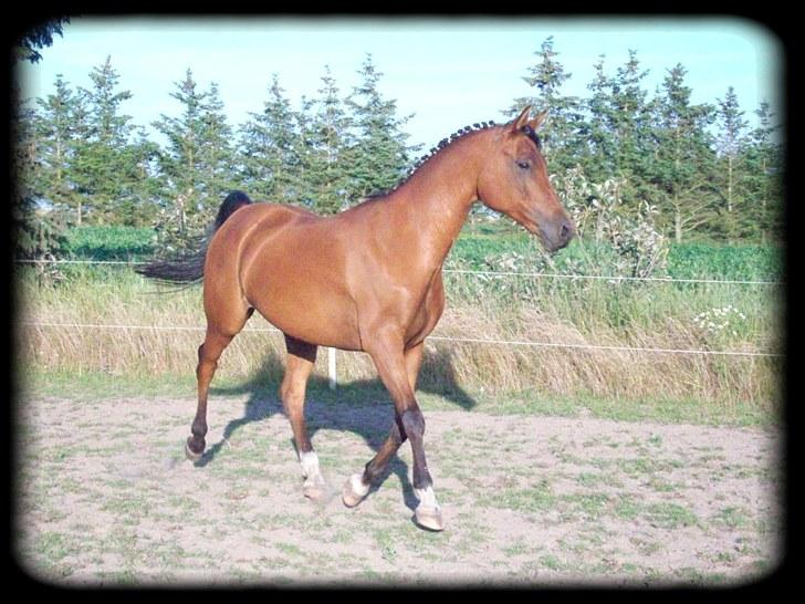 Hollandsk Sportspony Lukas  - 1) Min skønne dejlige pony :) billede 2