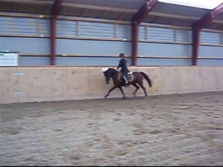 Hollandsk Sportspony Domenique<3 B-pony Soulmate - Jeg elsker dig<3 Du vil altid være i mit hjerte<3 Mig og min pony den 17/9 2007 billede 15