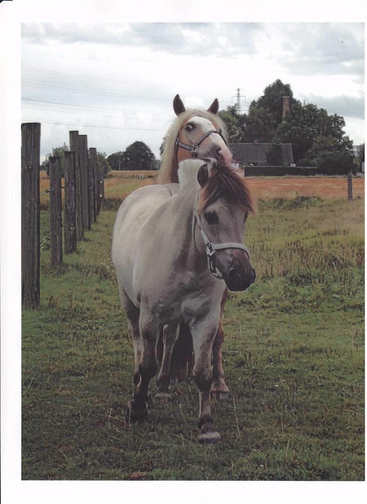 Fjordhest Ingegård's QTO *Savnet* <3 - Sommer billede billede 1