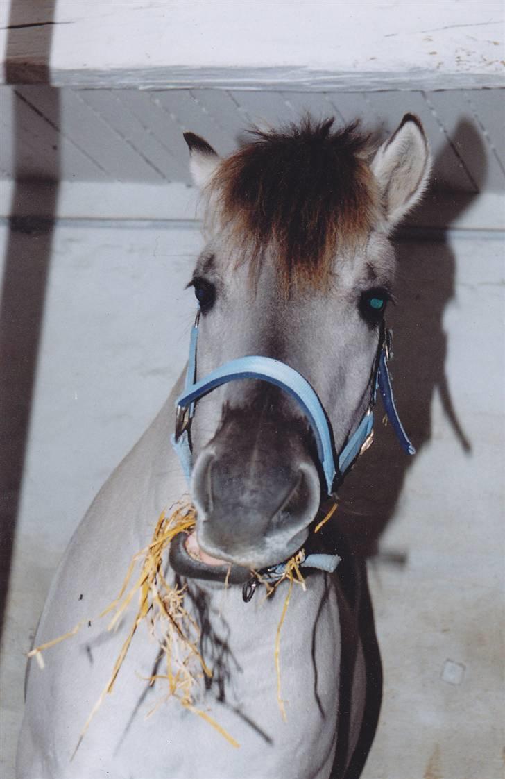 Fjordhest Ingegård's QTO *Savnet* <3 - Igen bamse drengen.  billede 2