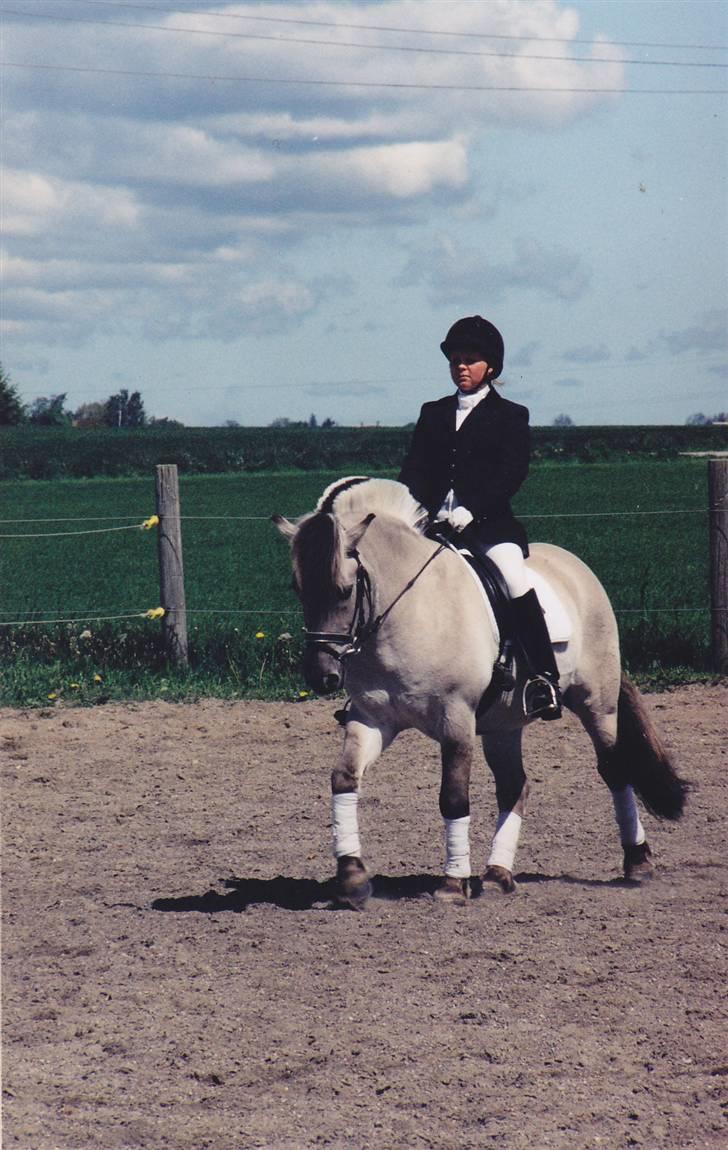 Fjordhest Ingegård's QTO *Savnet* <3 - Mig og QTO til stævne på TRVB billede 3