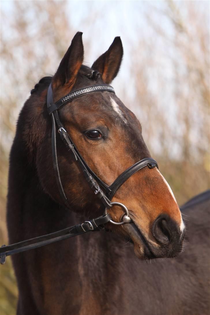 Dansk Varmblod EsperanzoH aflivet 260309 - ja så er der kommet forograf på så må man hellere stå pænt.. taget den 24/3-09 billede 1