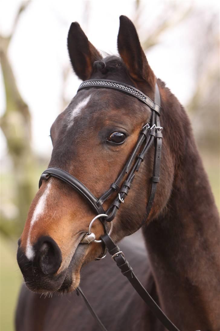 Dansk Varmblod EsperanzoH aflivet 260309 - 24/3-09 billede 2