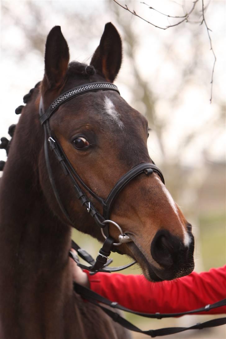 Dansk Varmblod EsperanzoH aflivet 260309 - 24/3-09 billede 3