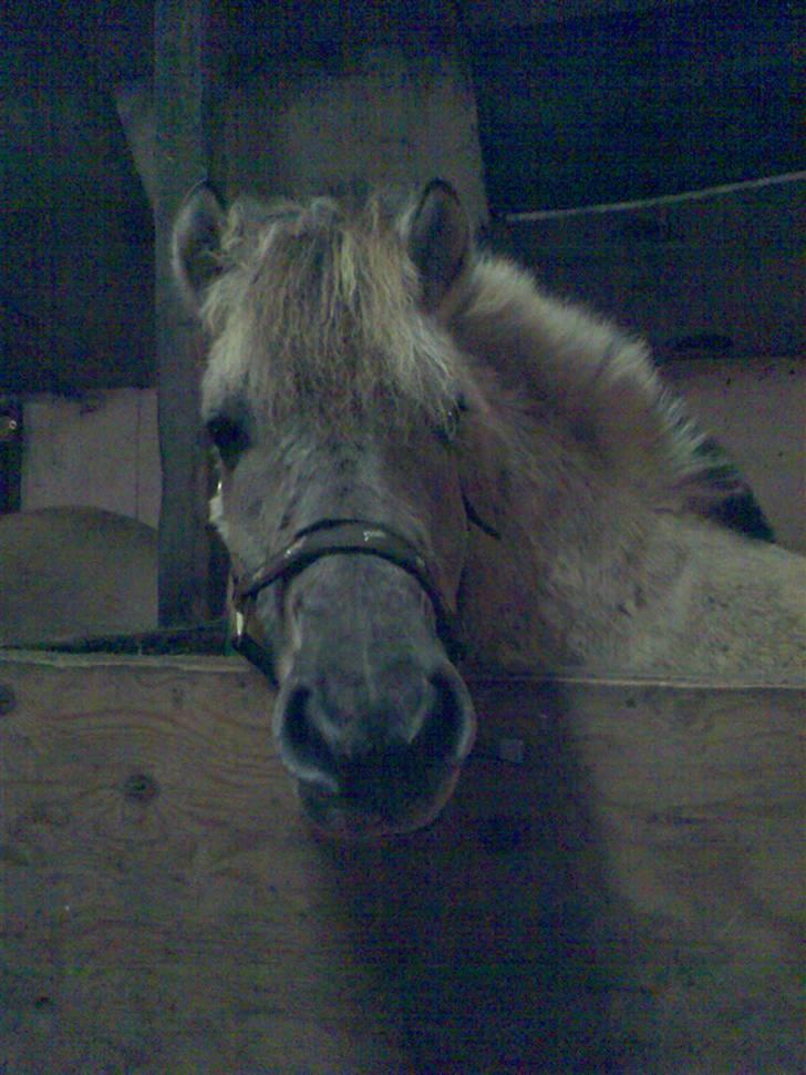 Fjordhest Ingegård's QTO *Savnet* <3 billede 5