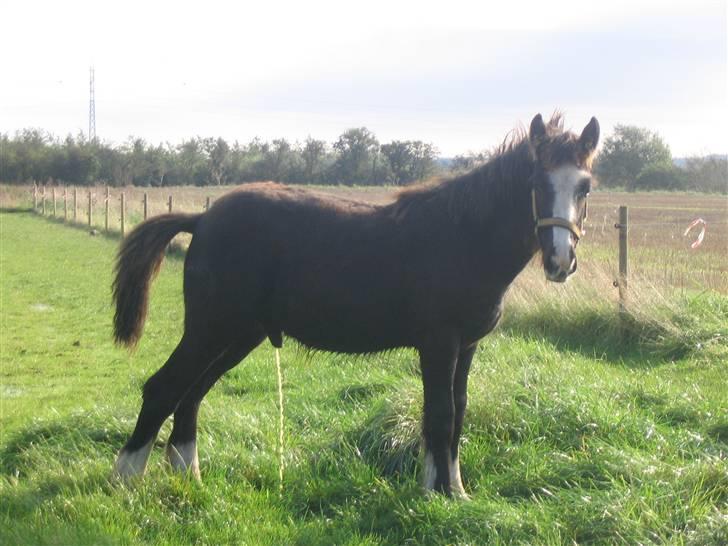 Irish Cob Romanys Ryan - Ryan dagen efter at han kom til Nordjylland billede 4