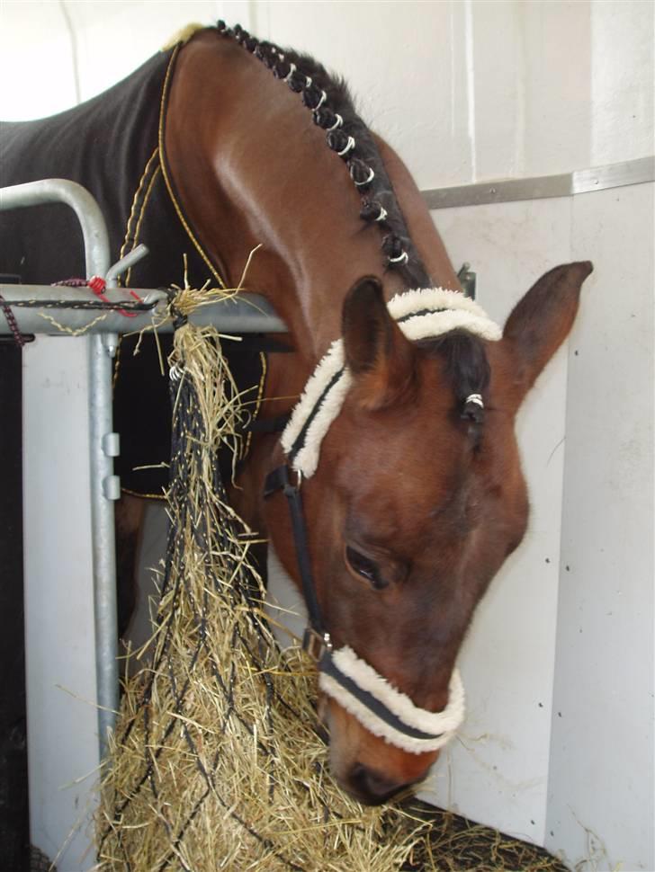 Dansk Varmblod Falypso Bell - Ja her gumler vi lige lidt på det dejlige hø :-) billede 5