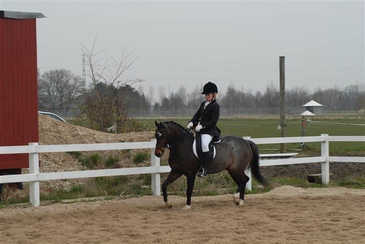 Welsh Pony (sec B) Skovbjergs Marcus(Solgt) - greve billede 18