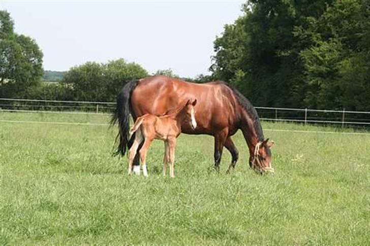 Hannoveraner Destiny. Lånt ud - Lars da hun havde føl i sommeren år 2006:D billede 10