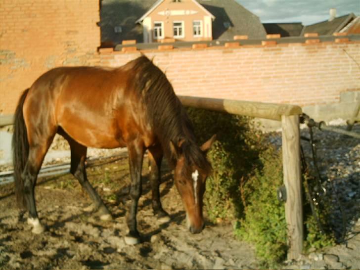 Oldenborg Jasmin(har haft ) - må ikk kopiers..  billede 6