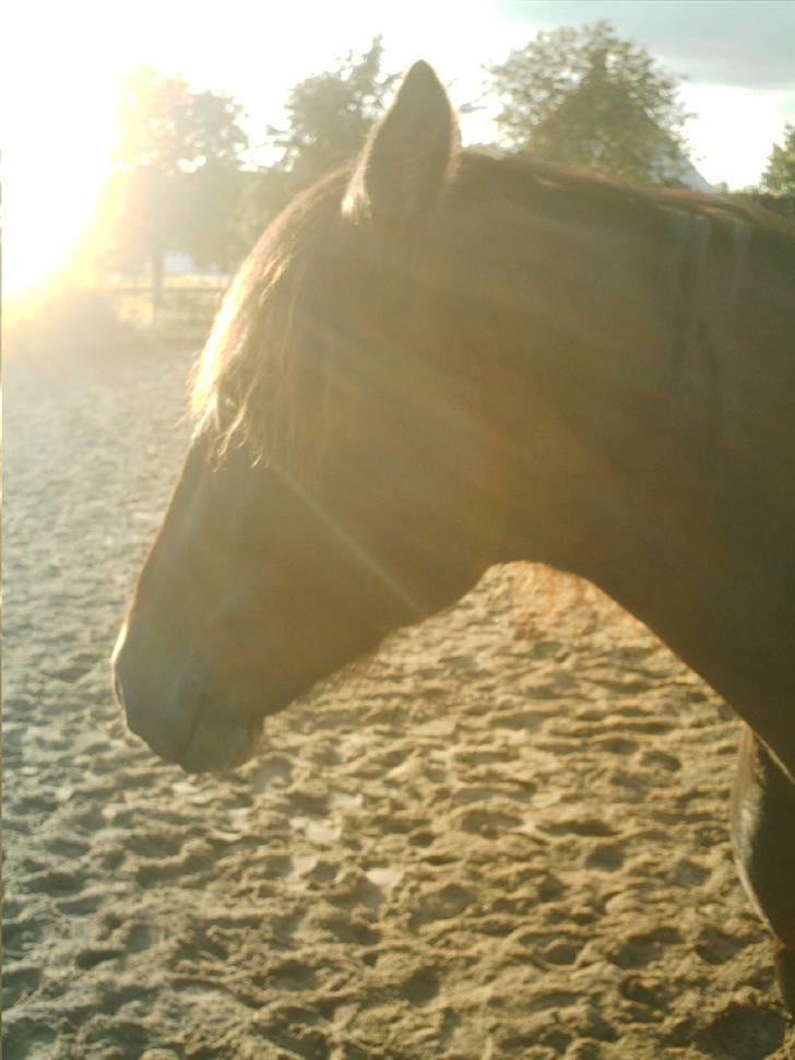Oldenborg Jasmin(har haft ) - må ikk kopiers..  billede 7