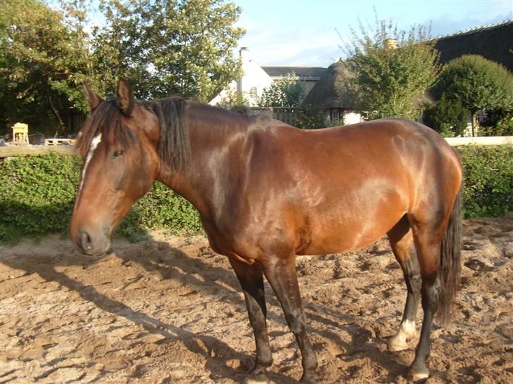 Oldenborg Jasmin(har haft ) - må ikk kopiers..  billede 8