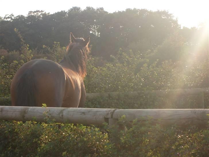 Oldenborg Jasmin(har haft ) billede 9