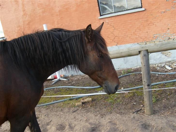 Oldenborg Jasmin(har haft ) - må ikk kopiers..  billede 10