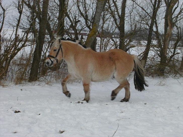 Fjordhest Balder - Balder i sneen 2011 billede 18