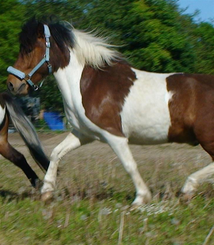 Anden særlig race Aslan - Smukke Aslan. billede 13