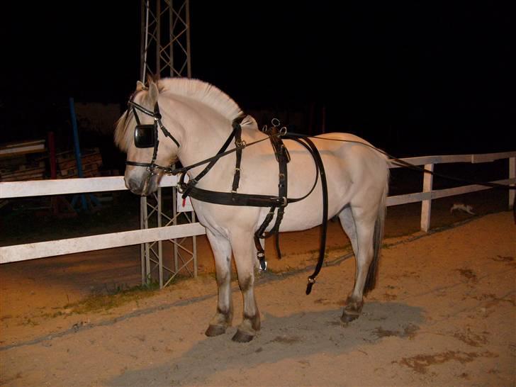 Fjordhest Risbjerggårds abanos - Abanos med hams køresele på billede 15