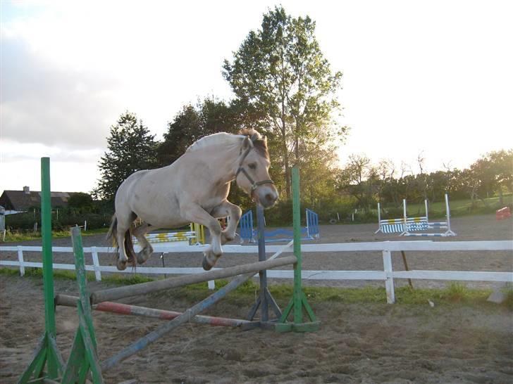 Fjordhest Risbjerggårds abanos - Abanos FLYVER billede 16