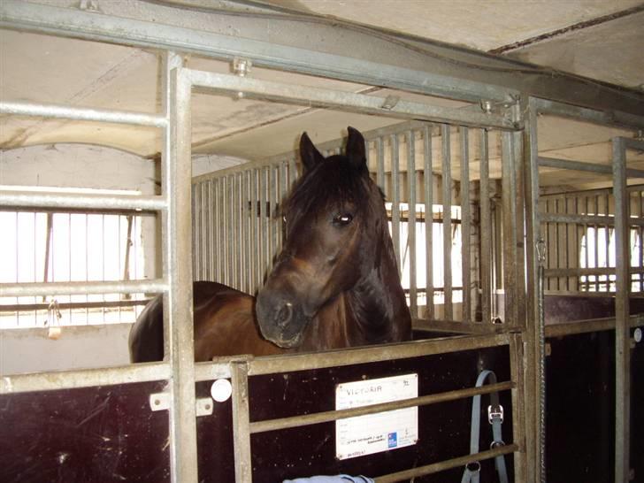Welsh Pony af Cob-type (sec C) Englyst Dasco -  . billede 3