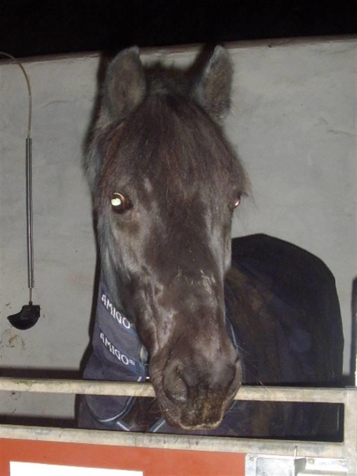 Welsh Pony af Cob-type (sec C) Englyst Dasco billede 5