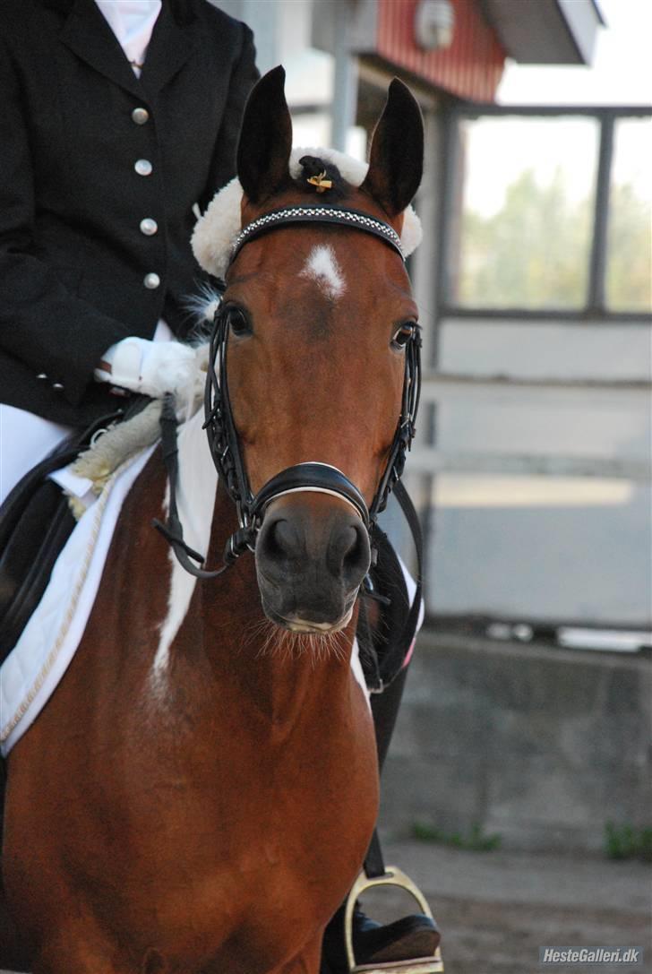 Pinto casanova<3 stjernen<3 - velkommen til casanovas profil læg gerne en kommentar og en bedømmelse skønne pony fra juleshowet billede 1