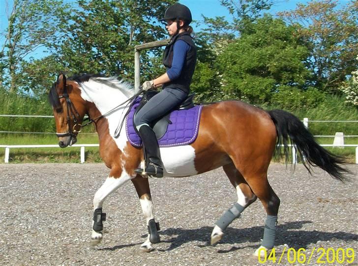 Pinto casanova<3 stjernen<3 - Smukke pony billede 3