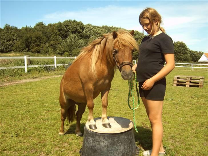 Anden særlig race *Lille-mand* billede 10