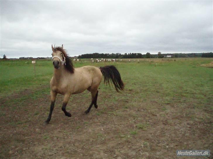 Anden særlig race Diwa Dunaway RIP :´( - Diwa på fold, den dag der kom 2 nye heste ud :) Foto: michelle billede 9