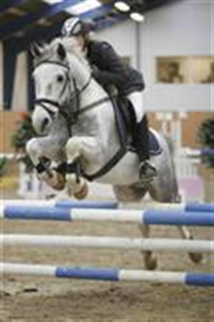 Hollandsk Sportspony Paco  - Stævne Middelfart - LB :) Han er bare dejlig <3 xD billede 12