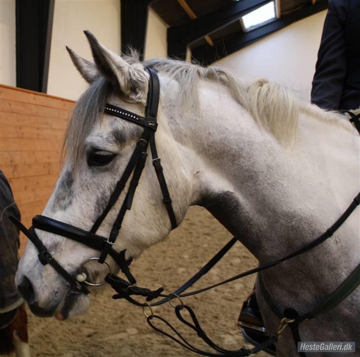 Hollandsk Sportspony Paco  - Fantastisk pony ! <3 :) Middelfart  15/11-08 . Mesterfoto : Cæcilie :) billede 13