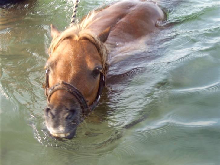 Anden særlig race *Lille-mand* billede 16