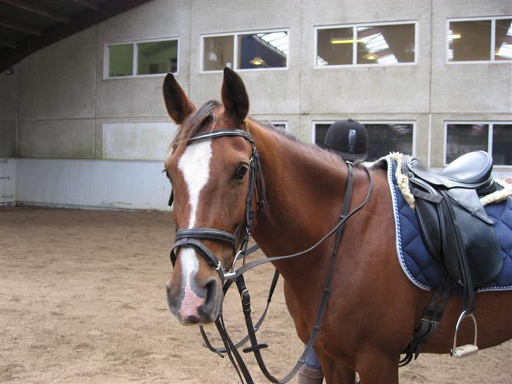 Anden særlig race Karoline (solgt) -  - Lidt dressur skader ikke en gang imellem :b, så vi må hellere ud og ride :b billede 3